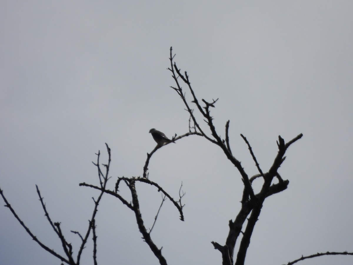 シンジュトビ - ML647586248