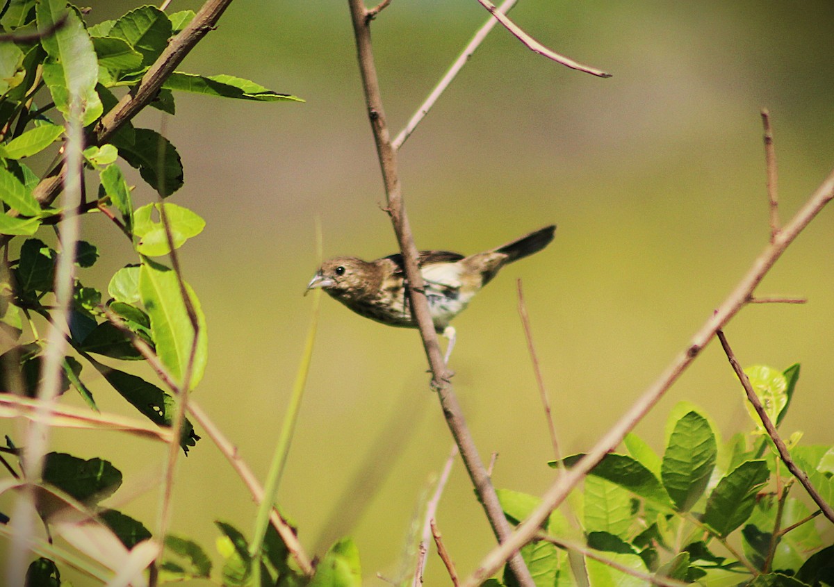 シコンヒワ - ML647586251