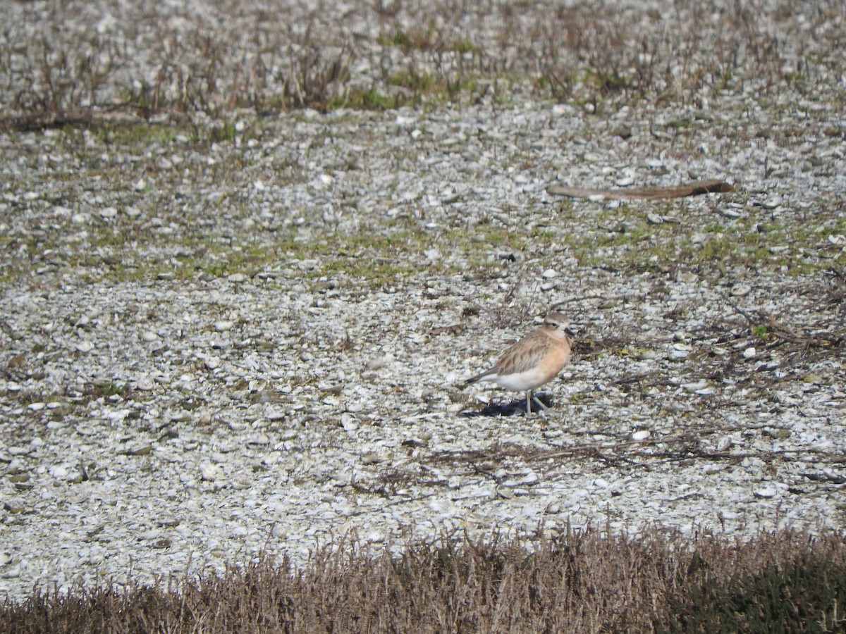 ニュージーランドチドリ - ML647586253