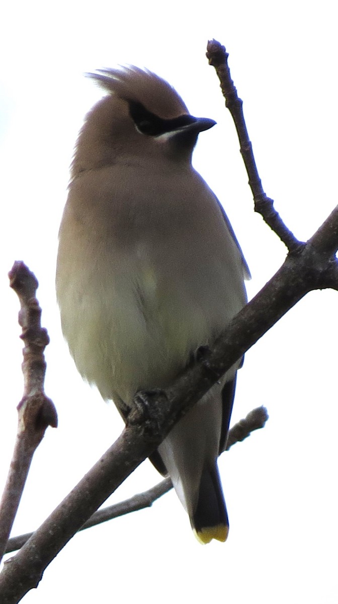 ヒメレンジャク - ML647586255