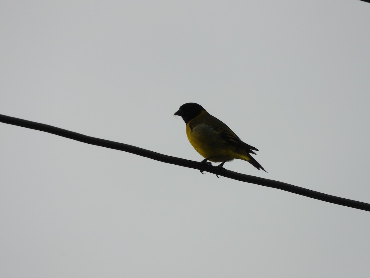 ズグロヒワ - ML647586256