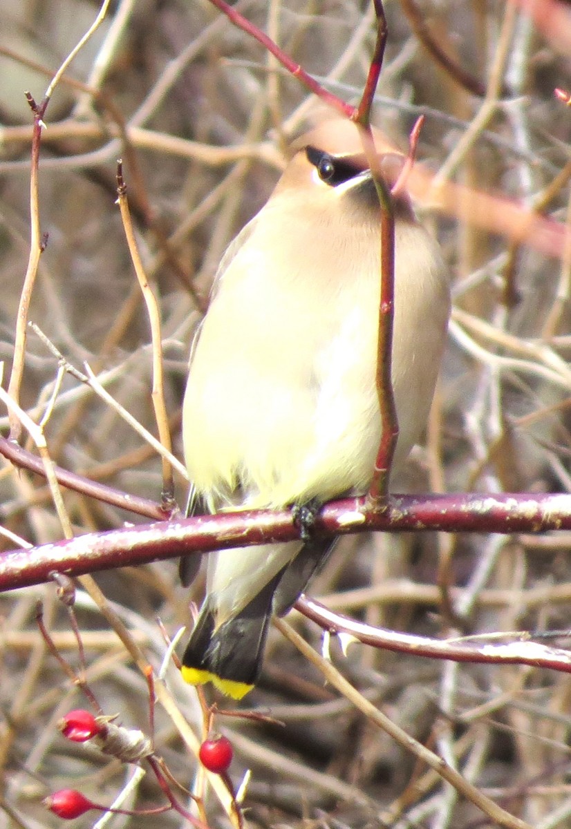 ヒメレンジャク - ML647586258