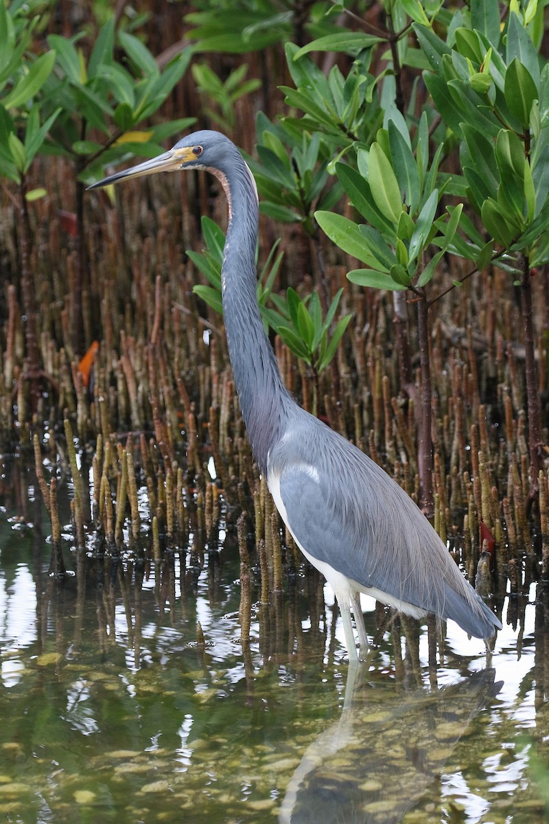 サンショクサギ - ML647586259