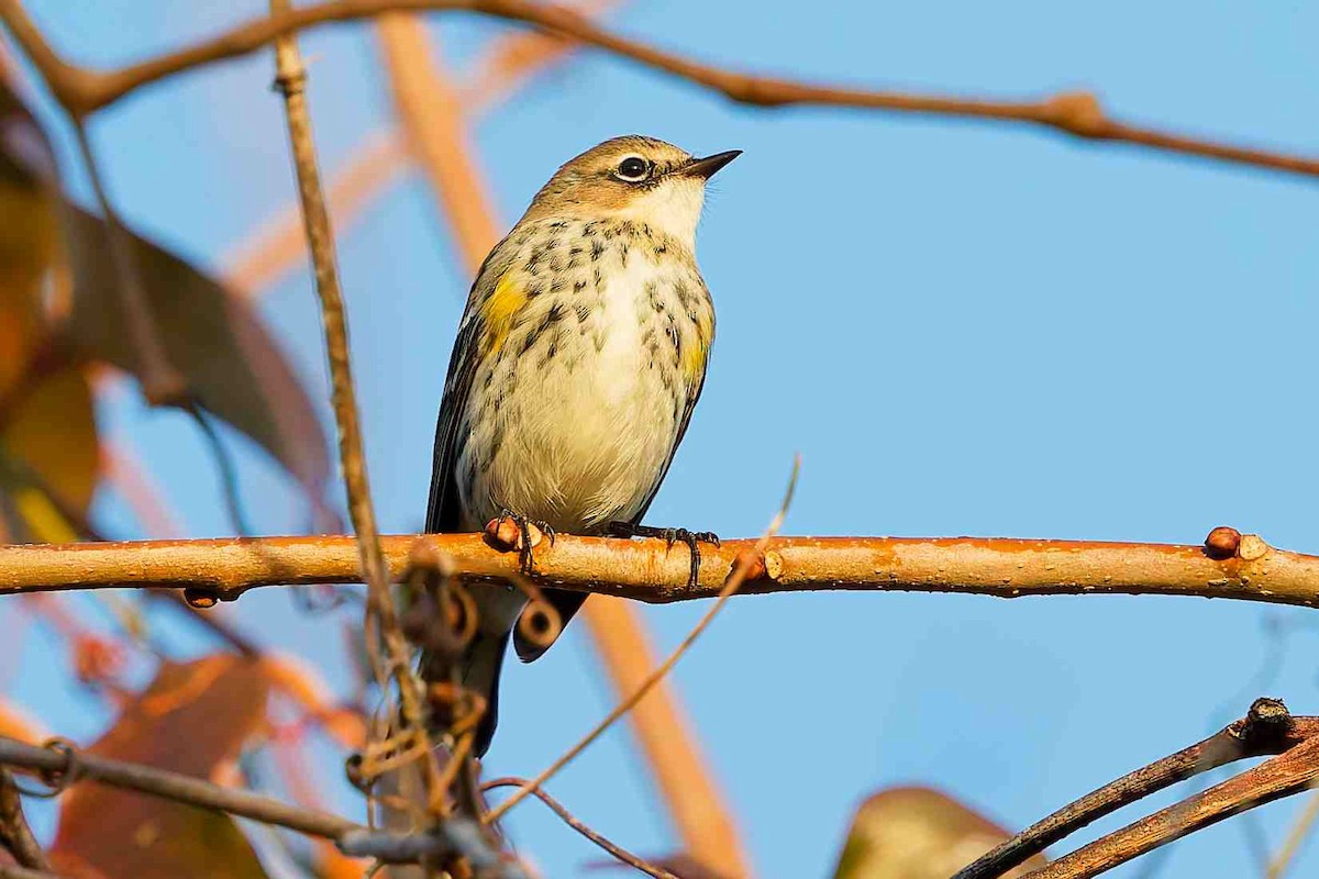 キヅタアメリカムシクイ - ML647586260