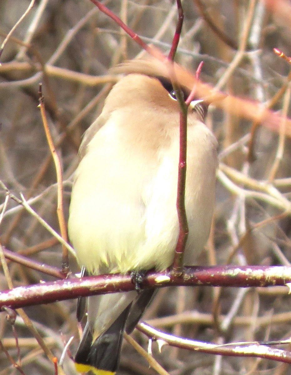 ヒメレンジャク - ML647586262