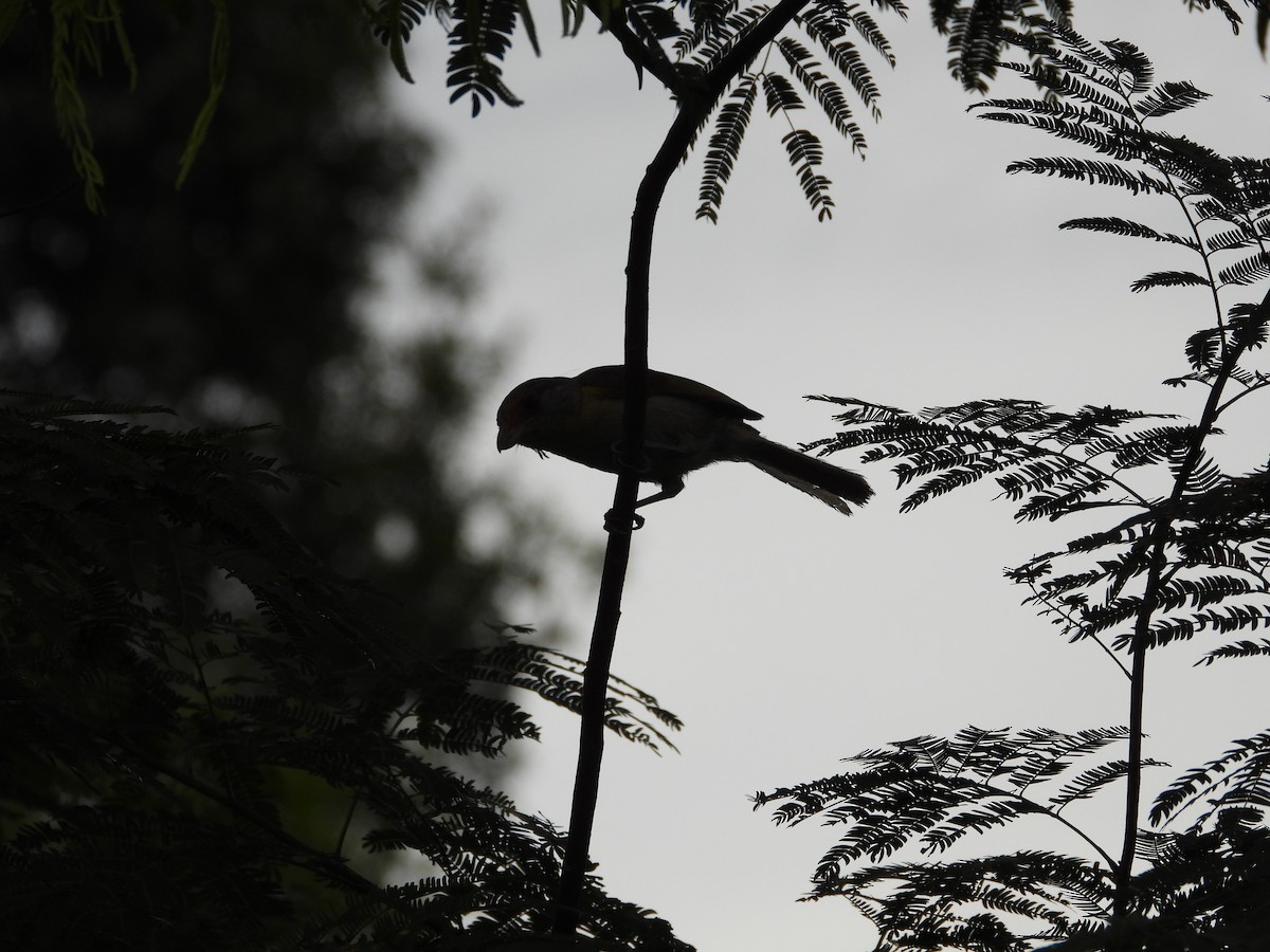 アカマユカラシモズ - ML647586264