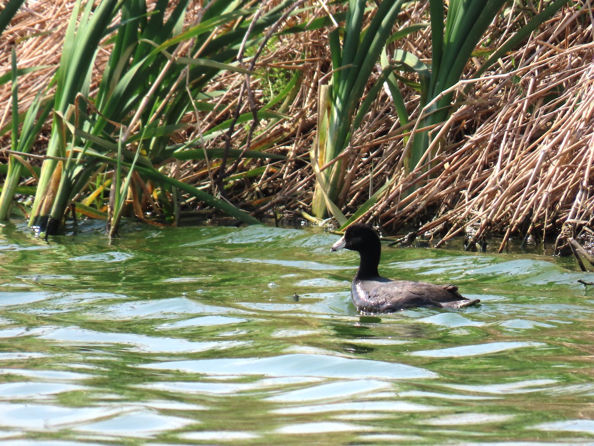 アメリカオオバン - ML647586269