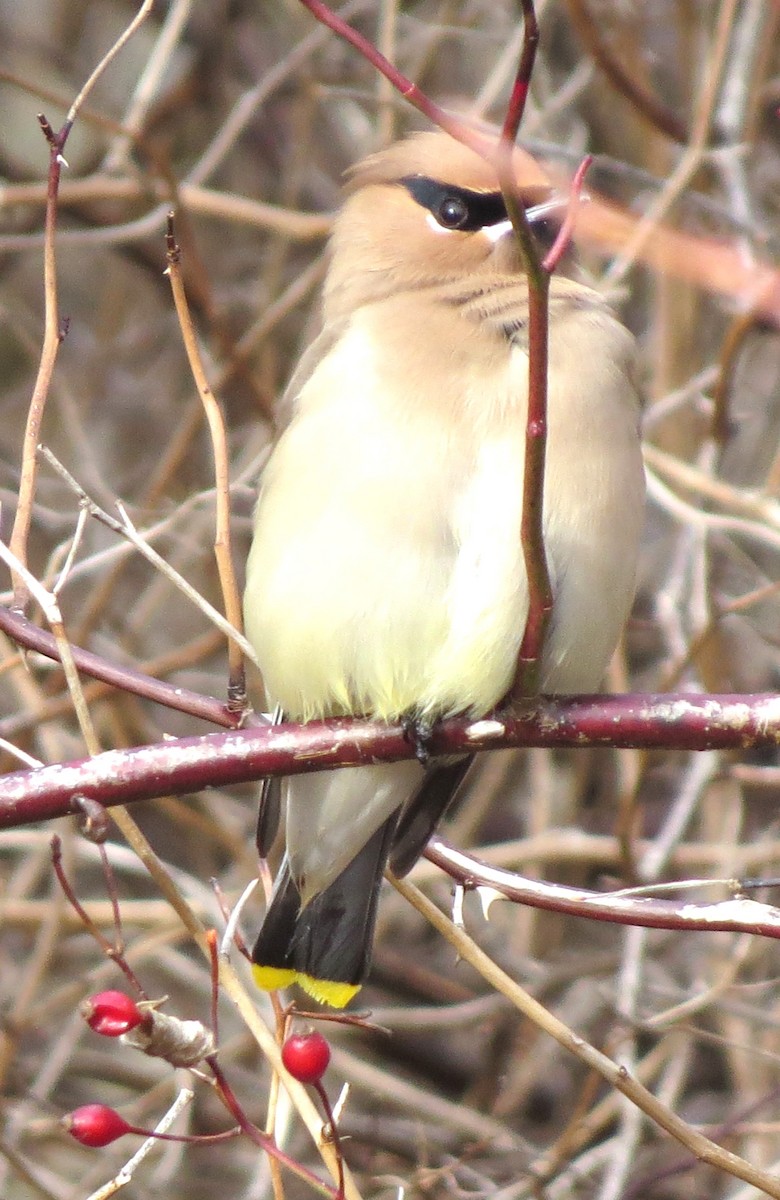 ヒメレンジャク - ML647586271