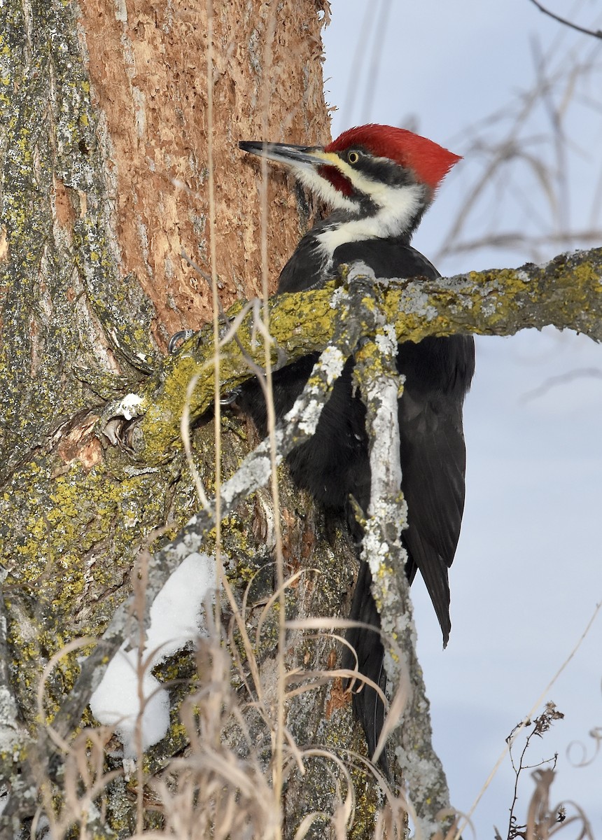 エボシクマゲラ - ML647586272