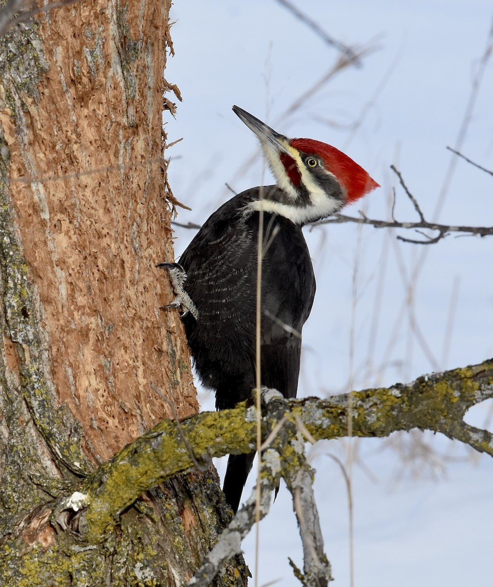 エボシクマゲラ - ML647586273