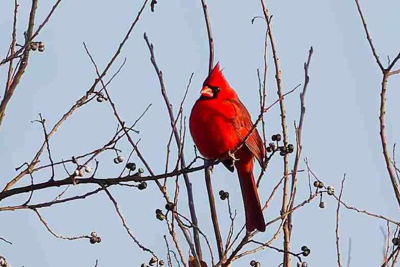 ショウジョウコウカンチョウ - ML647586276