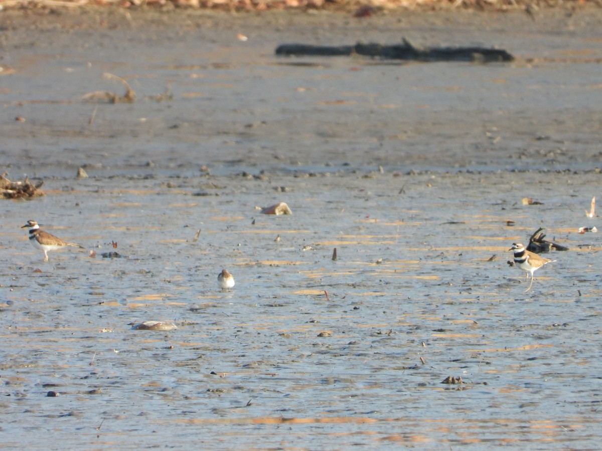 フタオビチドリ - ML647586286