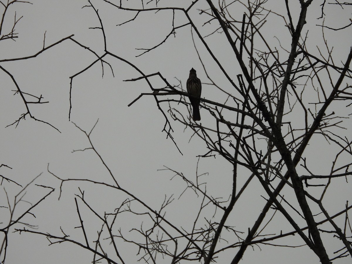 ブチタイランチョウ - ML647586293