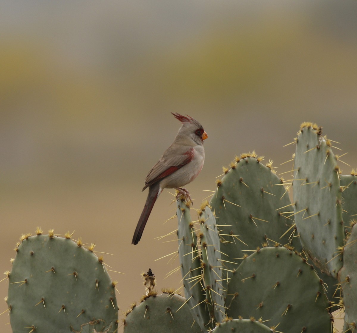 ムネアカコウカンチョウ - ML647586294