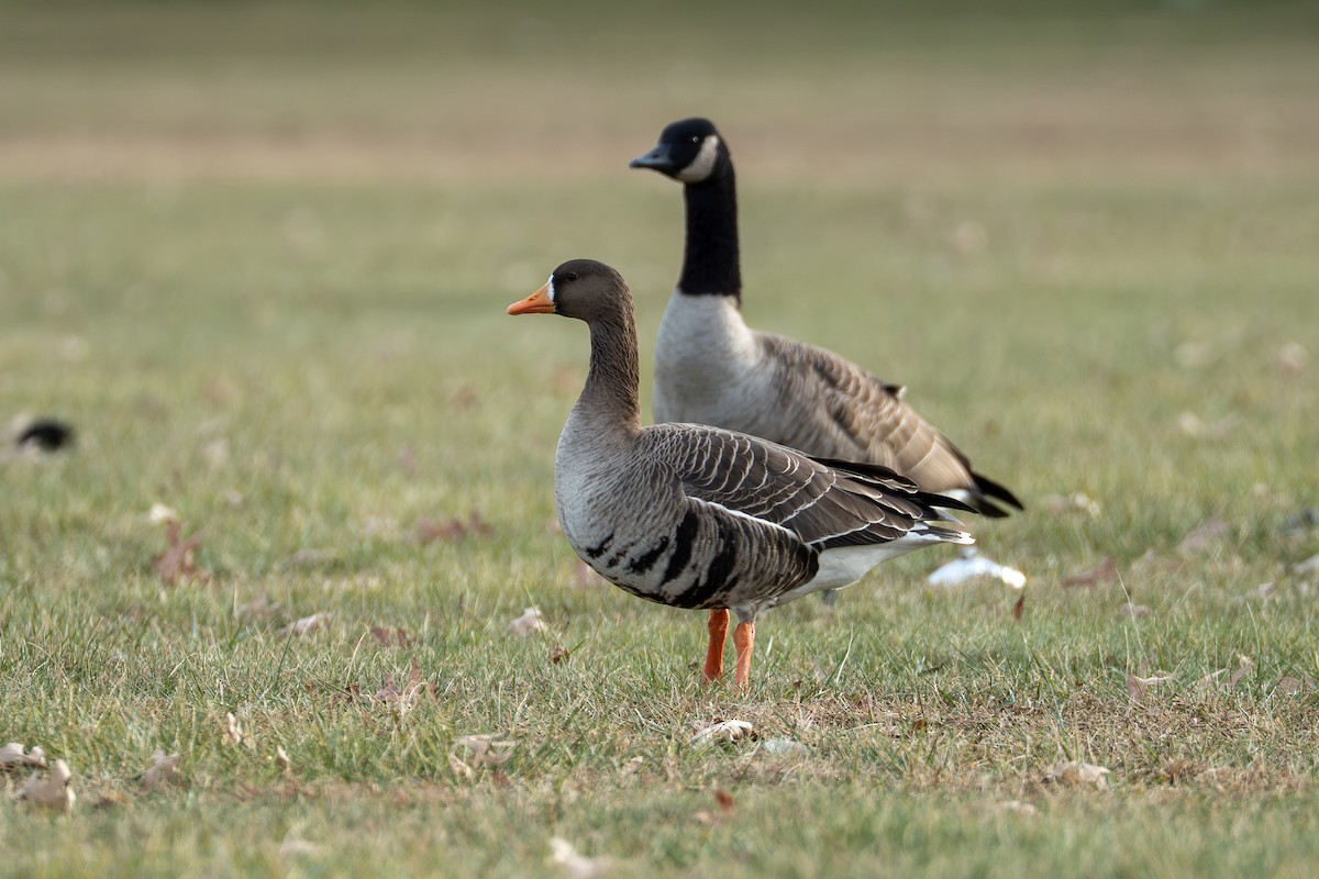 マガン - ML647586296