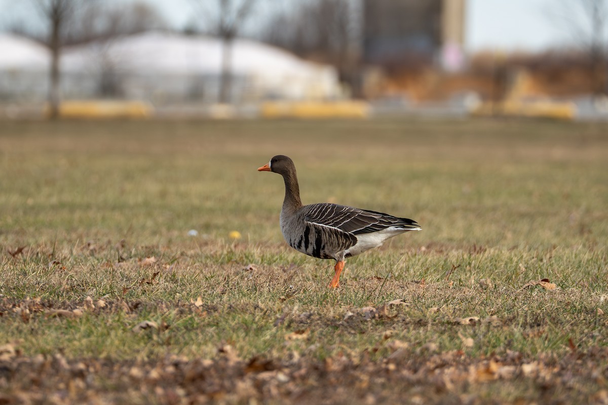 マガン - ML647586299