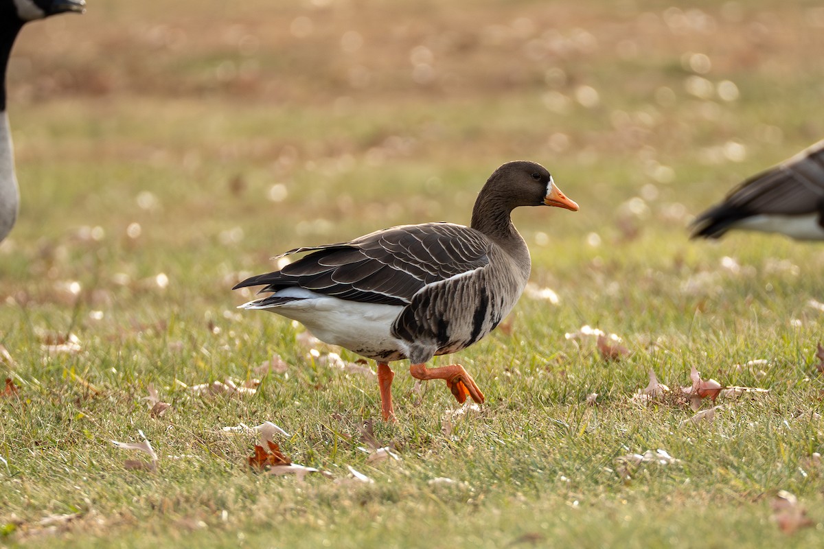 マガン - ML647586300