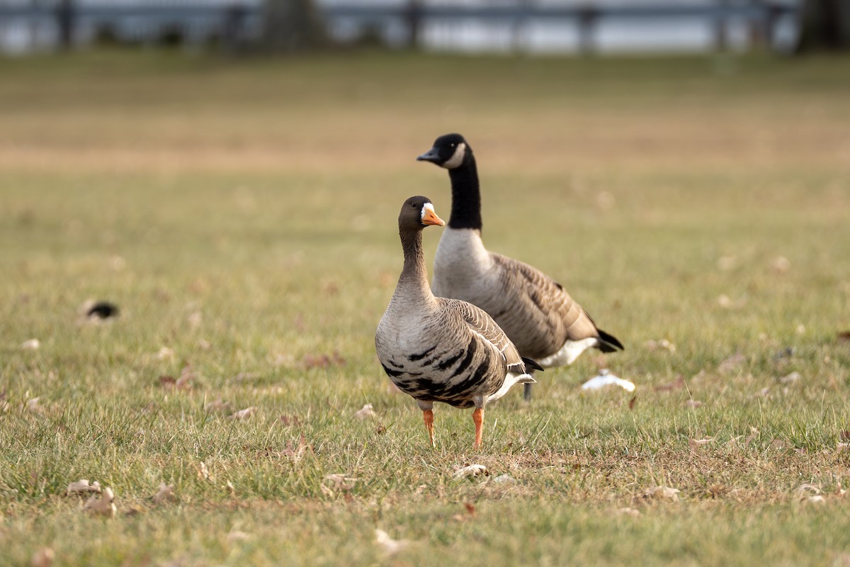 マガン - ML647586301