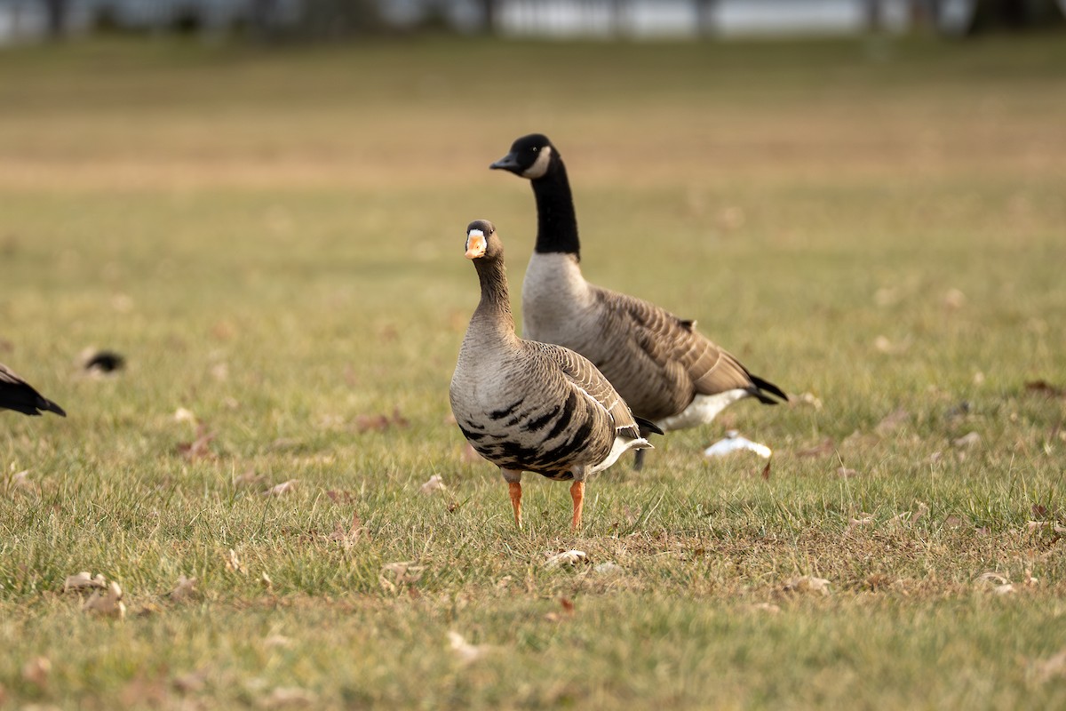 マガン - ML647586303