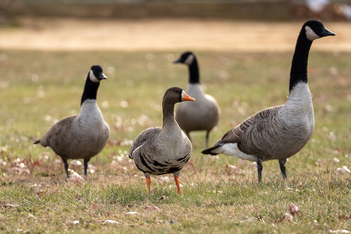 マガン - ML647586304