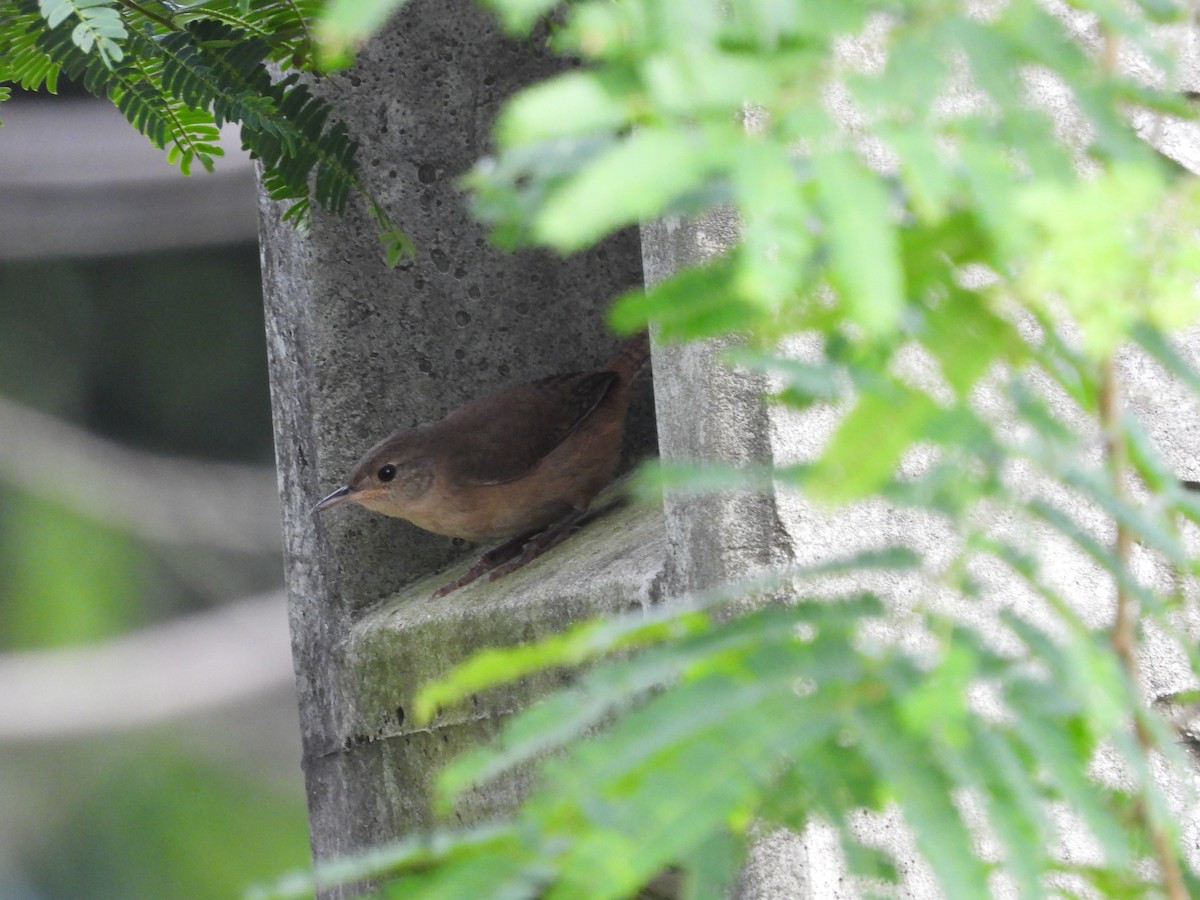 Southern House Wren - ML647586317