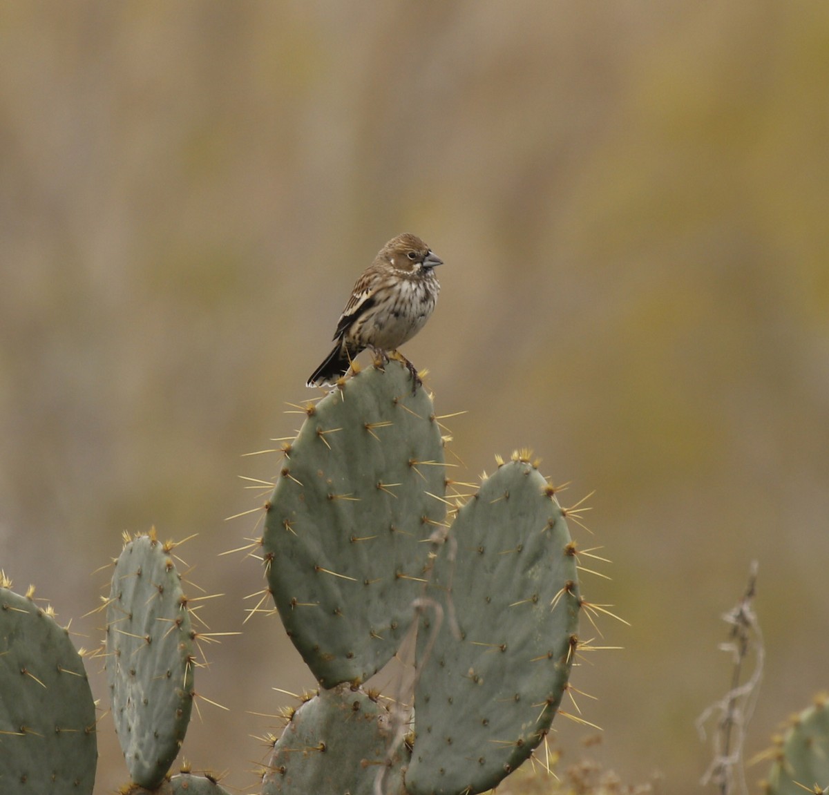 Lark Bunting - ML647586321