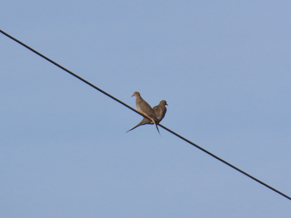 Mourning Dove - ML647586333