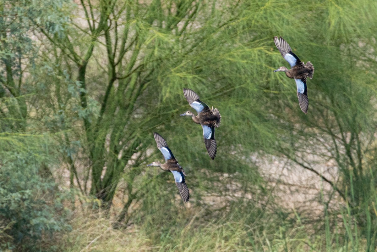 Zertzeta hegalurdina - ML647586335