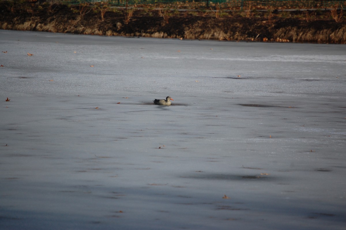 Нерозень - ML647586339