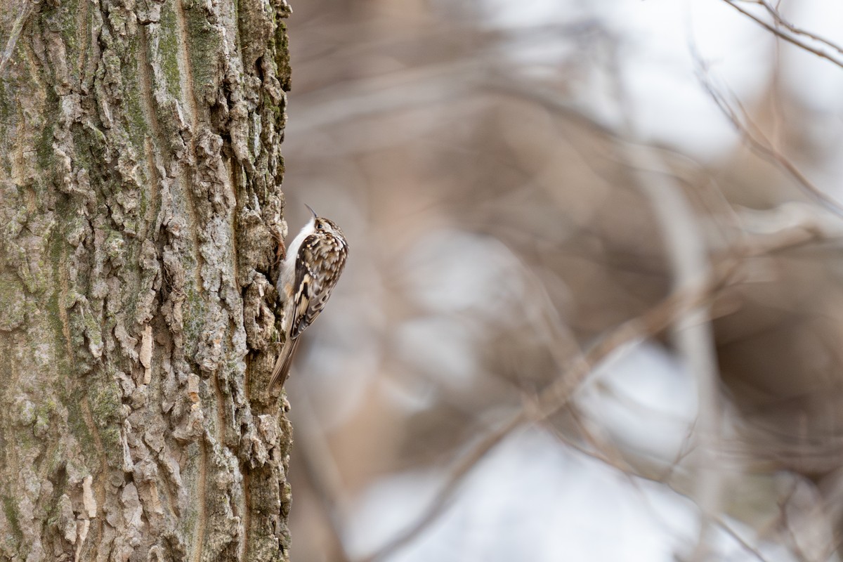 Brown Creeper - ML647586402