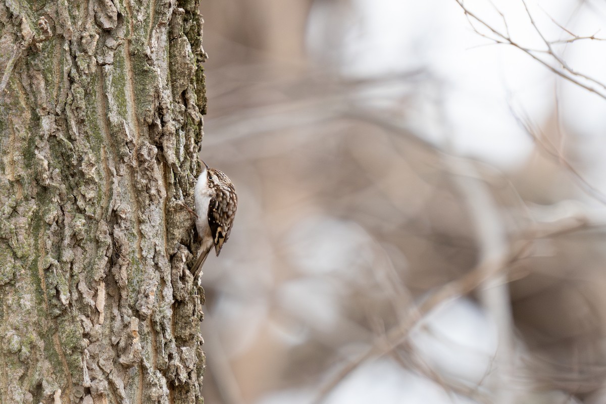 Brown Creeper - ML647586403