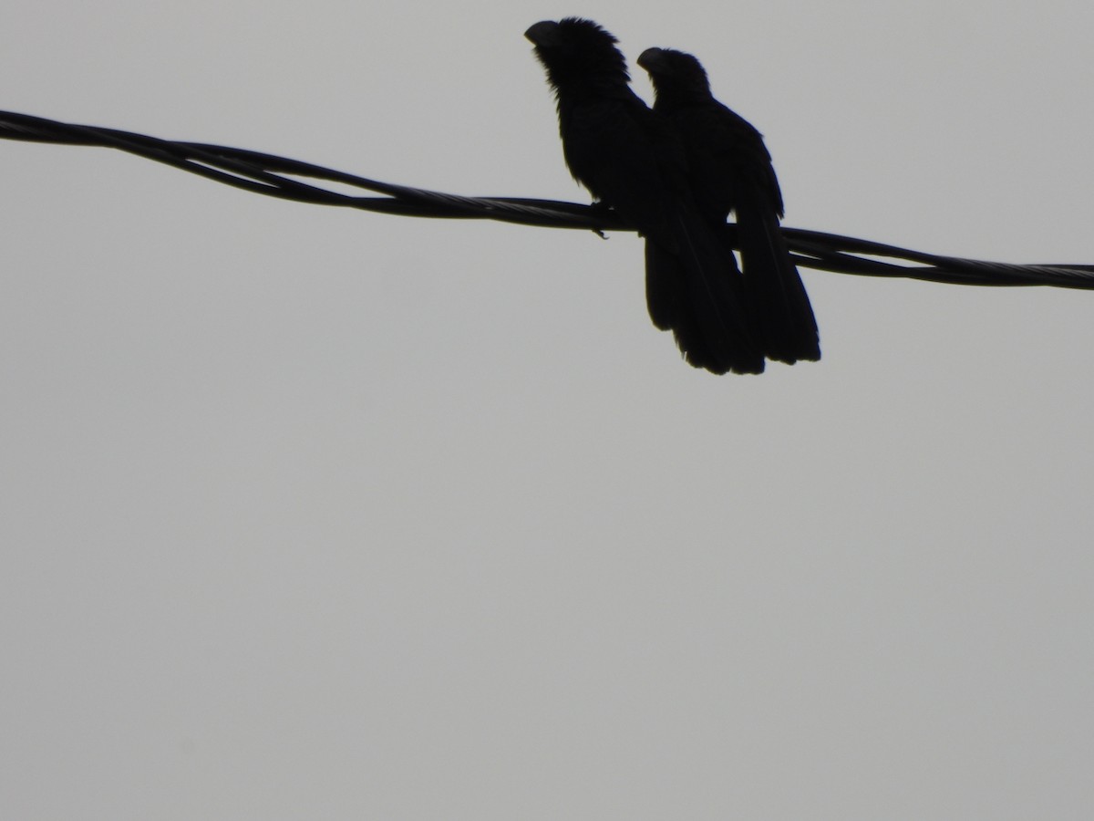 Smooth-billed Ani - ML647586408