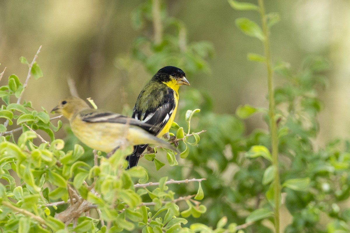 Lesser Goldfinch - ML647586420