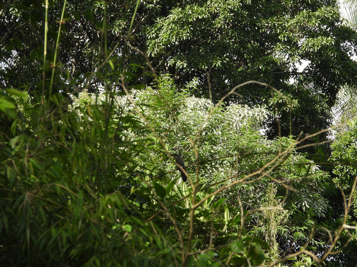Dark-billed Cuckoo - ML647586427