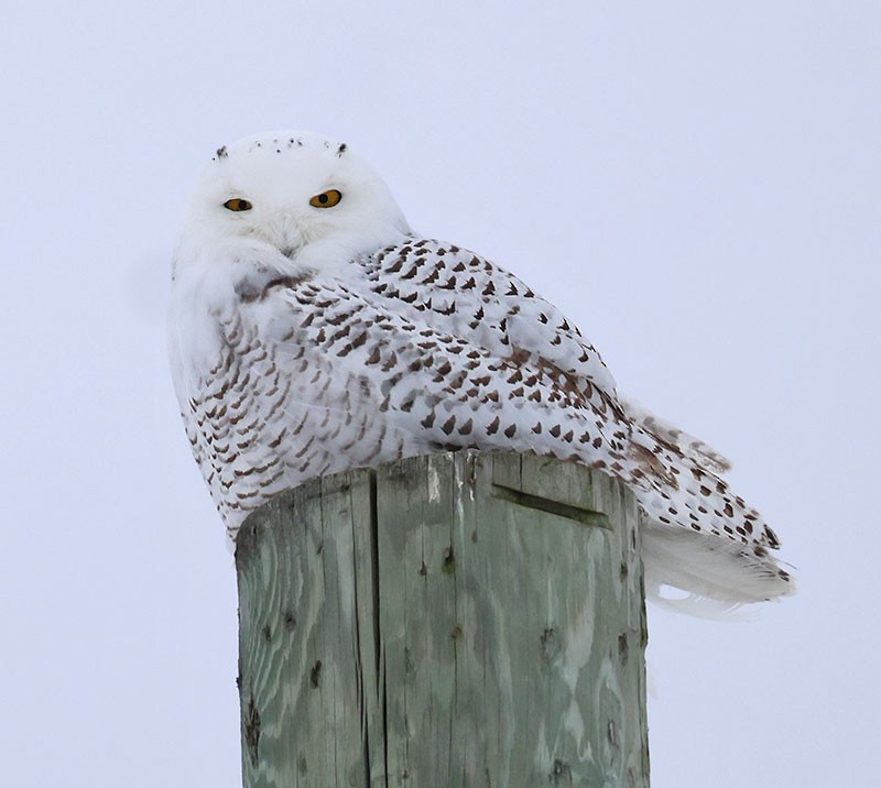 Snowy Owl - ML647586454