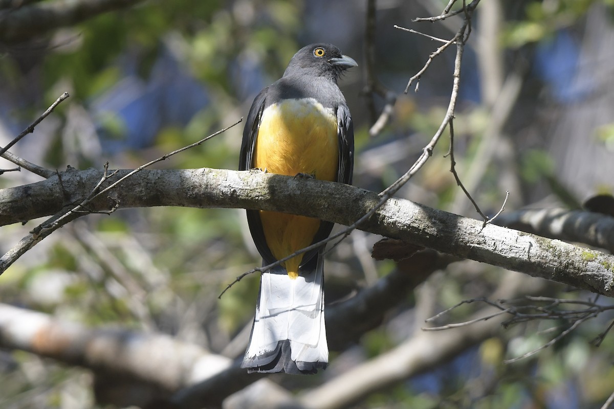 Citreoline Trogon - ML647586463