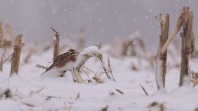 Horned Lark - ML647586466