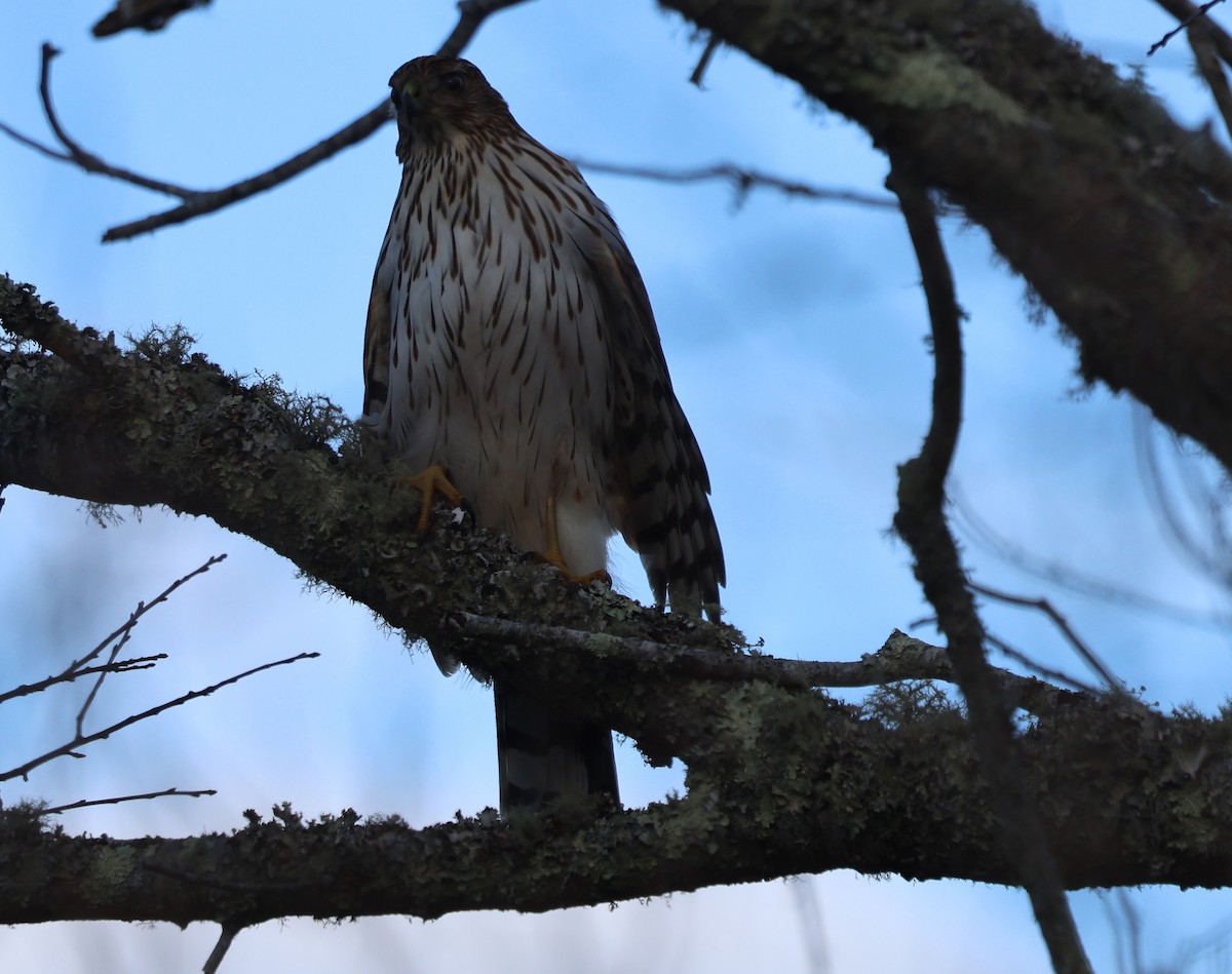 クーパーハイタカ - ML647586485