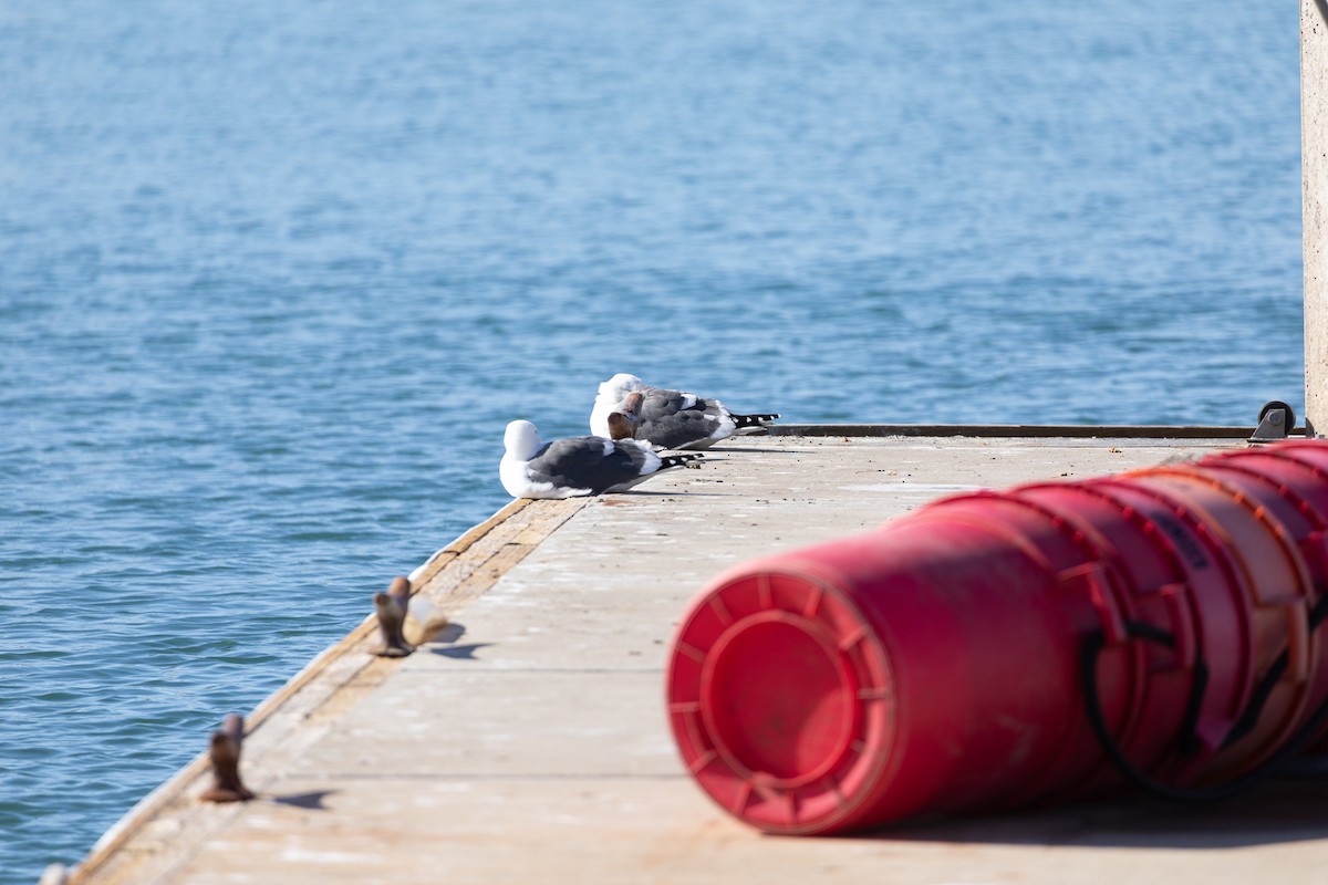 Gaviota Occidental - ML647586490