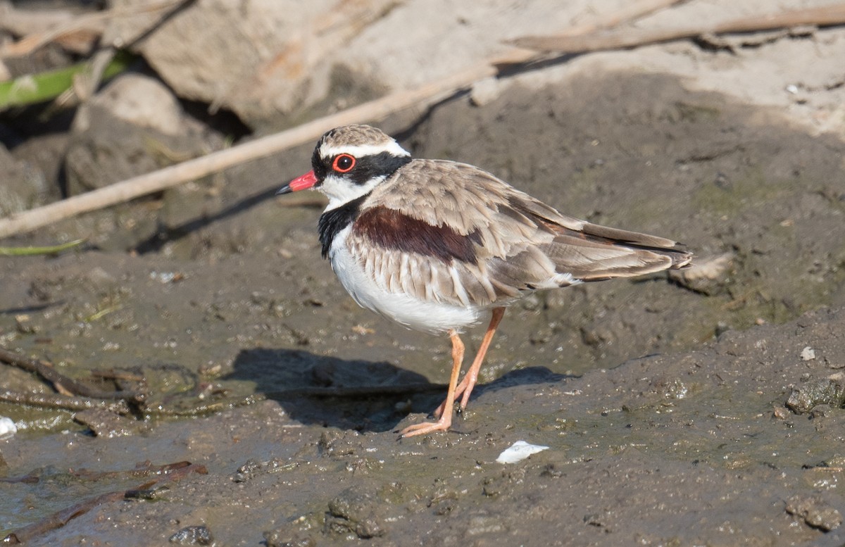 Black-fronted Dotterel - ML647586572