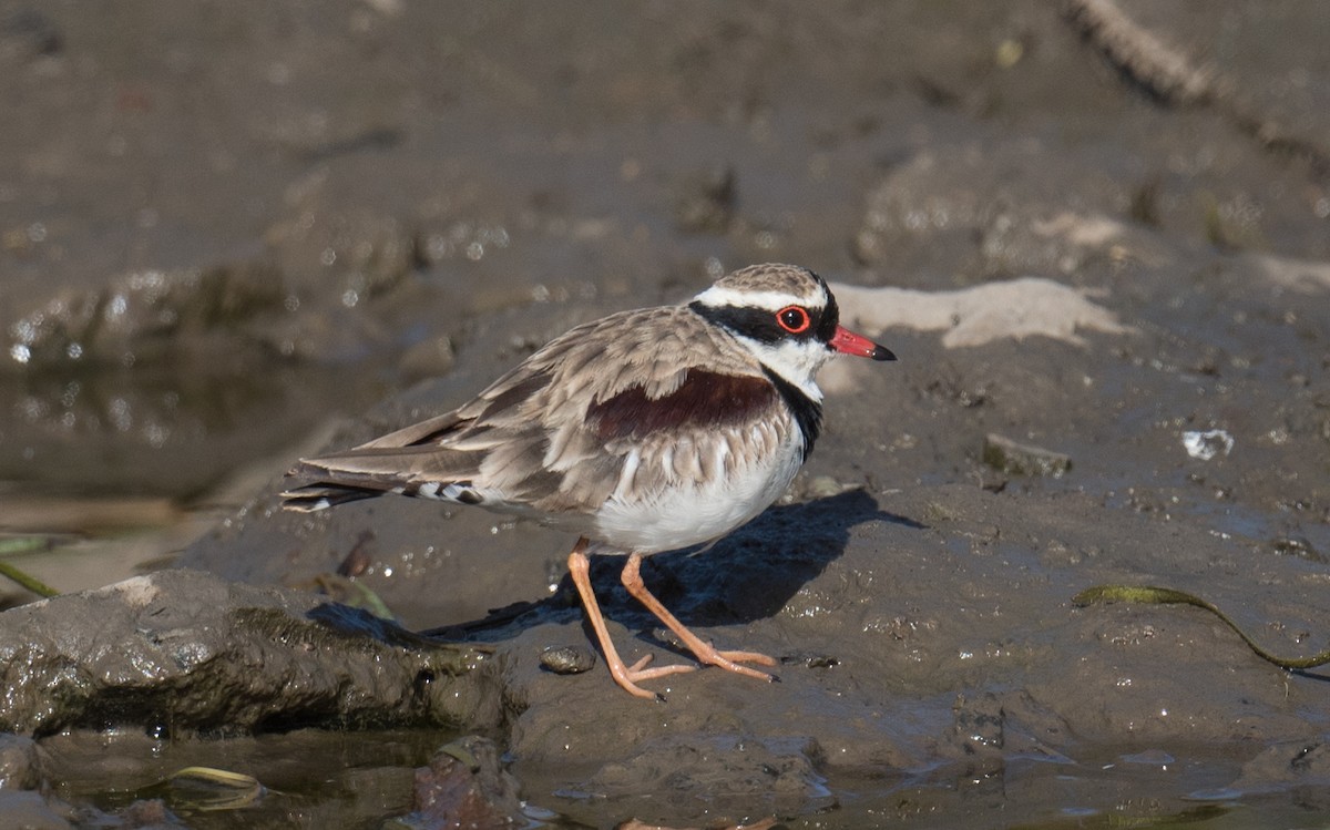 Black-fronted Dotterel - ML647586584