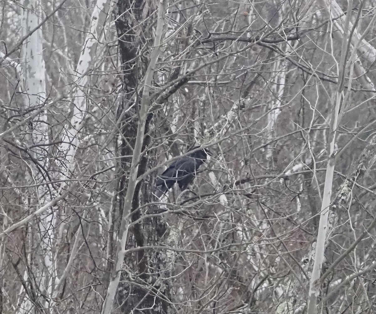 Крук звичайний - ML647586589