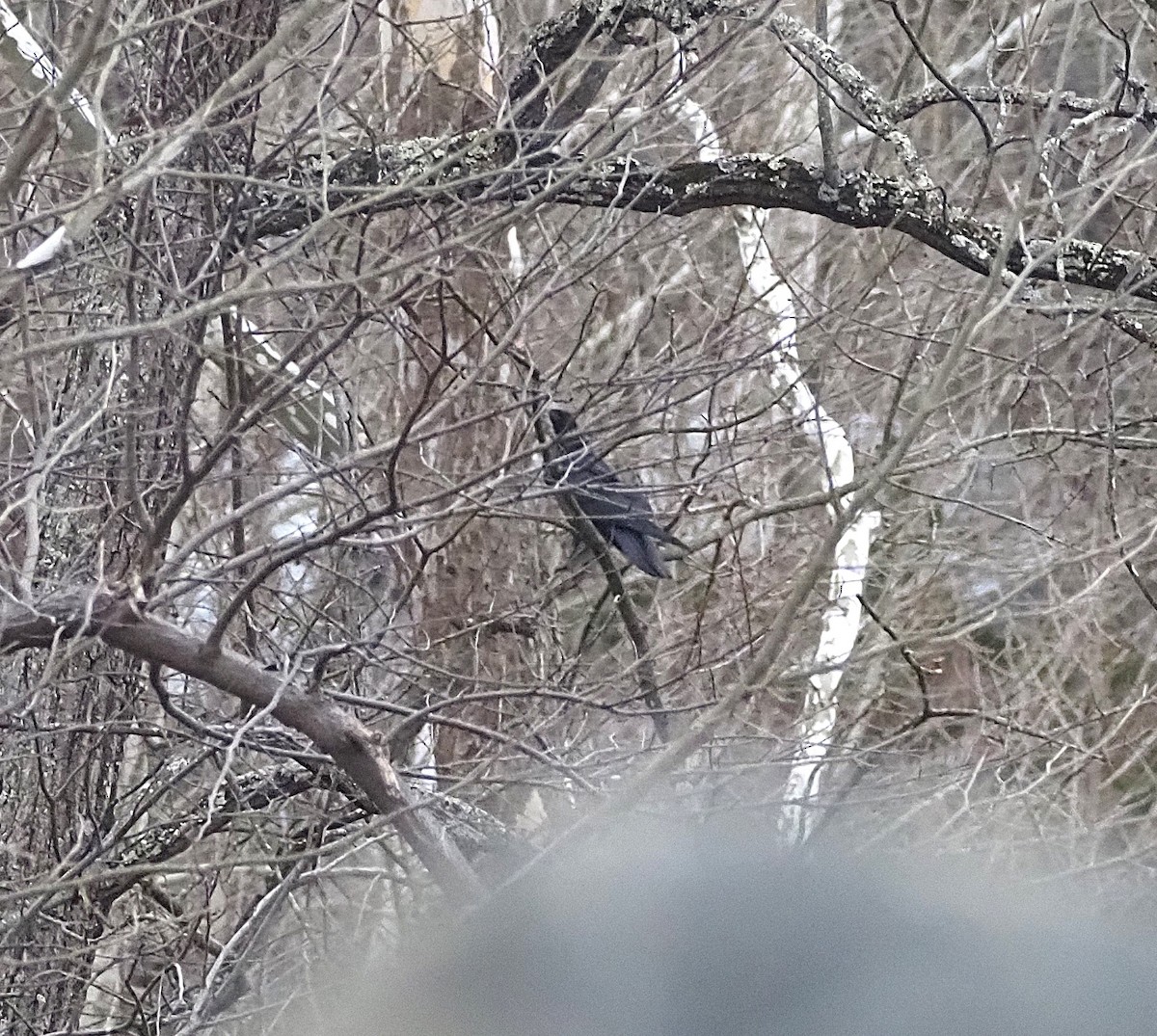 Крук звичайний - ML647586590