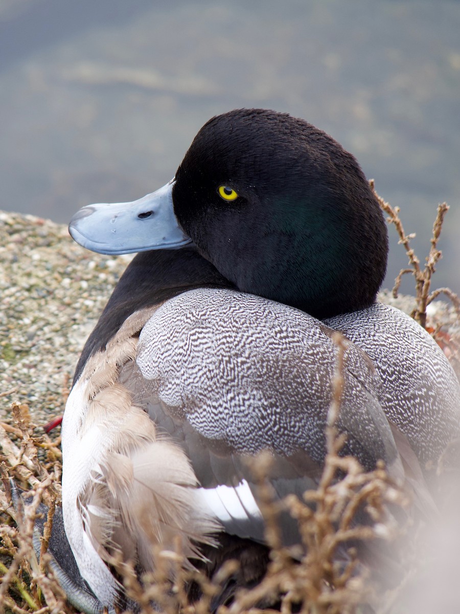 kachnovití sp. - ML647586595