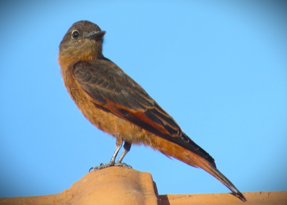 Cliff Flycatcher - ML647586603
