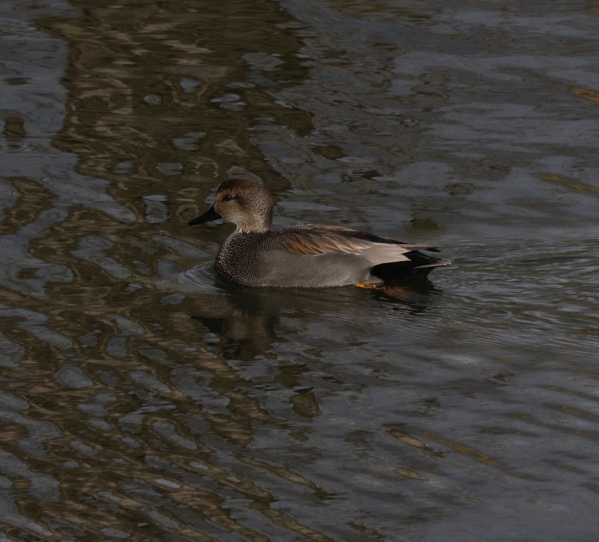 kopřivka obecná - ML647586606