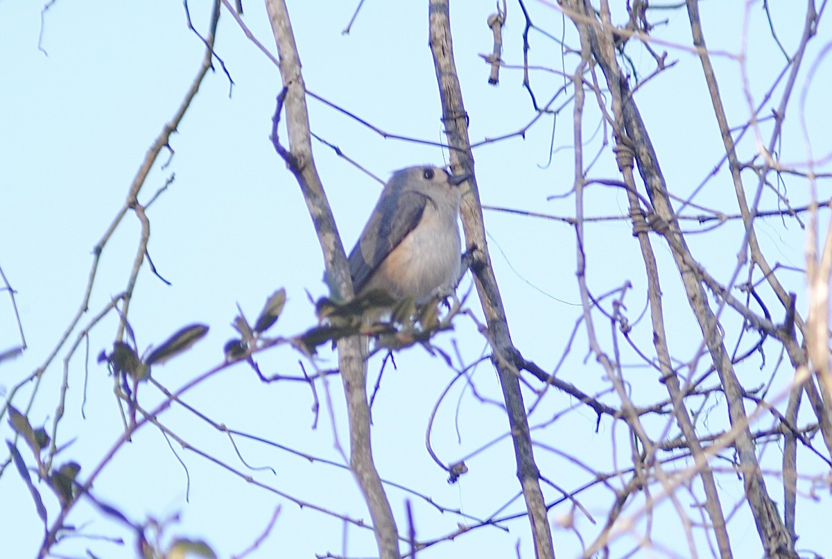 sýkora rezavoboká - ML647586607