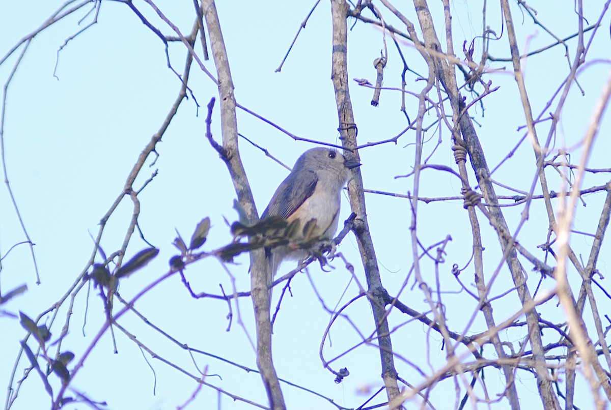 sýkora rezavoboká - ML647586608