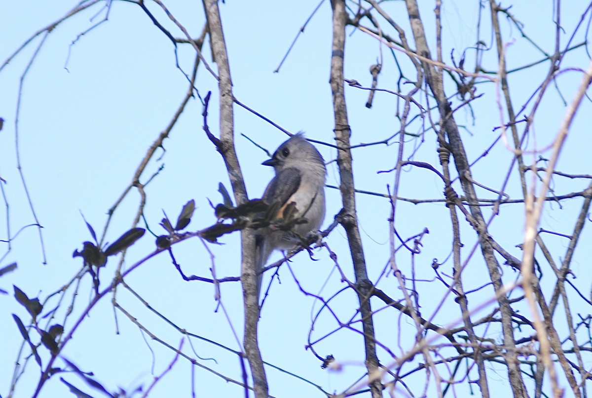 sýkora rezavoboká - ML647586609