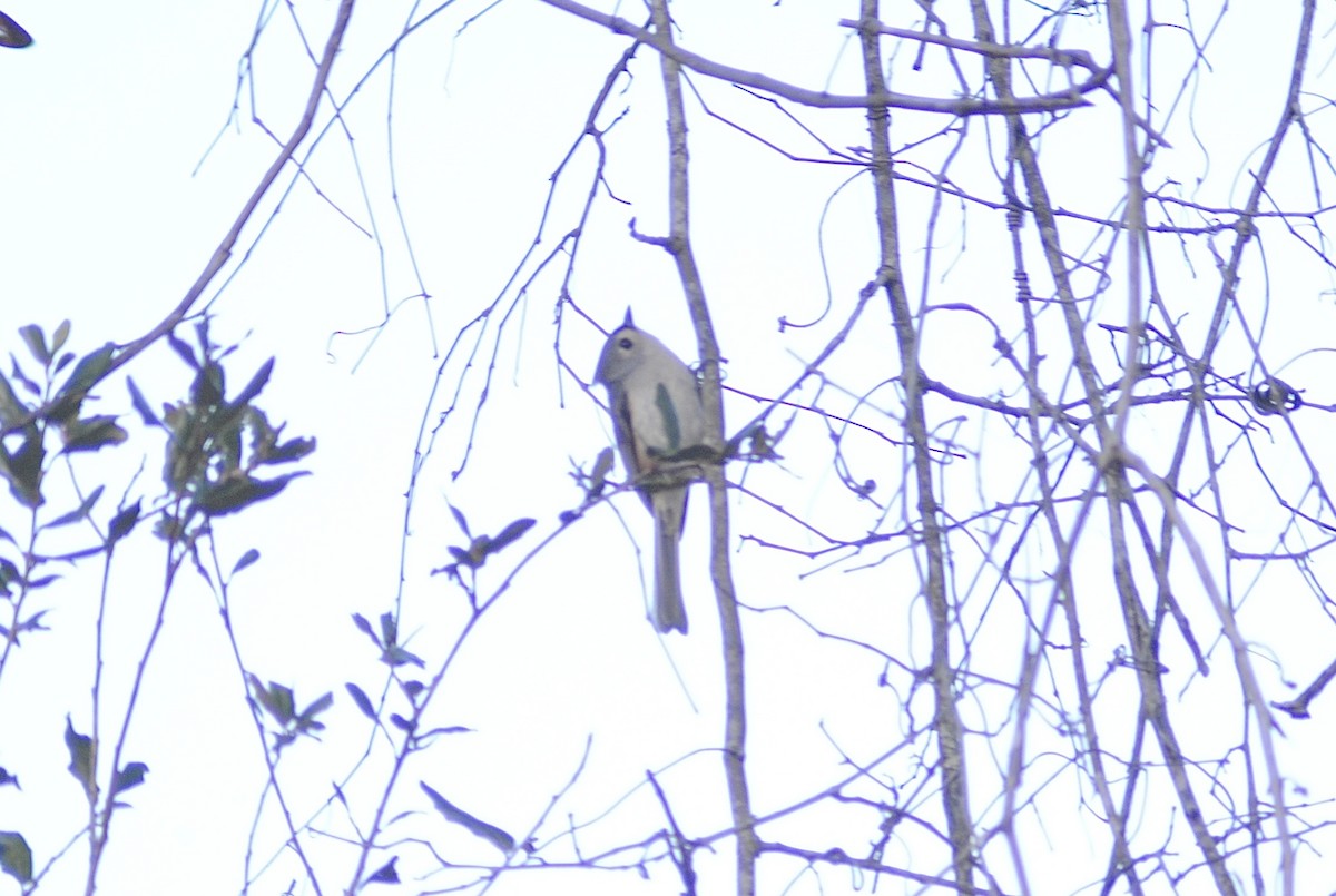 sýkora rezavoboká - ML647586610